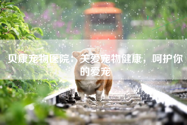 贝康宠物医院：关爱宠物健康，呵护你的爱宠