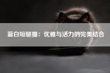 蓝白短腿猫：优雅与活力的完美结合