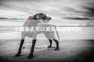 小猫多大可以驱虫的最佳时机