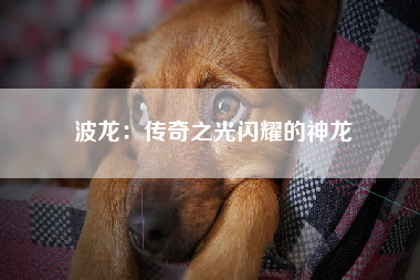 波龙：传奇之光闪耀的神龙