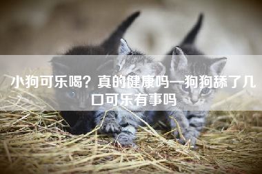 小狗可乐喝？真的健康吗—狗狗舔了几口可乐有事吗