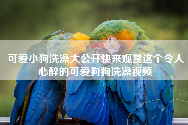可爱小狗洗澡大公开快来观赏这个令人心醉的可爱狗狗洗澡视频