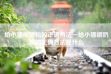 给小猫喂奶粉的正确方法—给小猫喂奶粉的正确方法是什么