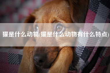 獾是什么动物(獾是什么动物有什么特点)