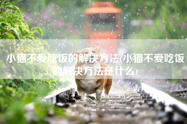 小猫不爱吃饭的解决方法(小猫不爱吃饭的解决方法是什么)