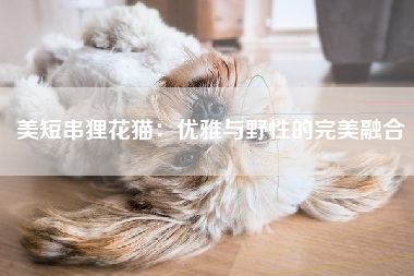 美短串狸花猫：优雅与野性的完美融合