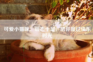 可爱小猫咪：萌态十足，陪你度过快乐时光