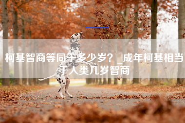 柯基智商等同于多少岁？_成年柯基相当于人类几岁智商