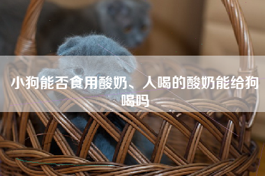 小狗能否食用酸奶、人喝的酸奶能给狗喝吗