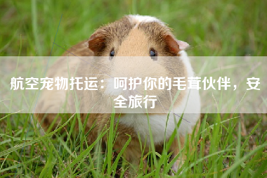 航空宠物托运：呵护你的毛茸伙伴，安全旅行
