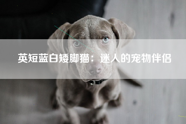 英短蓝白矮脚猫：迷人的宠物伴侣