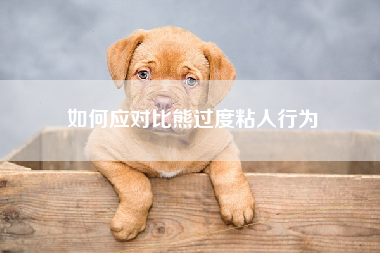 如何应对比熊过度粘人行为