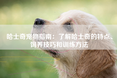 哈士奇宠物指南：了解哈士奇的特点、饲养技巧和训练方法