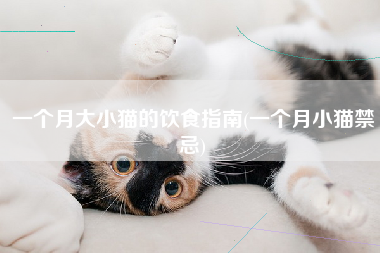 一个月大小猫的饮食指南(一个月小猫禁忌)