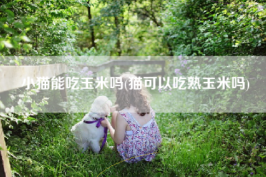 小猫能吃玉米吗(猫可以吃熟玉米吗)
