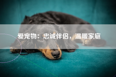 爱宠物：忠诚伴侣，温暖家庭