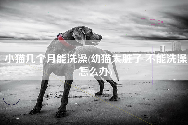 小猫几个月能洗澡(幼猫太脏了 不能洗澡怎么办)