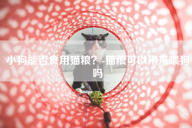 小狗能否食用猫粮？-猫粮可以用来喂狗吗