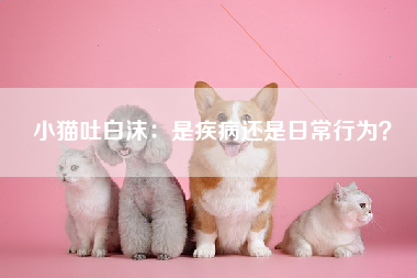 小猫吐白沫：是疾病还是日常行为？