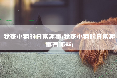 我家小猫的日常趣事(我家小猫的日常趣事有哪些)