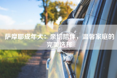 萨摩耶成年犬：亲切陪伴，温馨家庭的完美选择