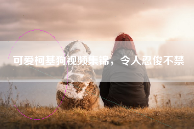 可爱柯基狗视频集锦，令人忍俊不禁