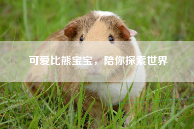 可爱比熊宝宝，陪你探索世界