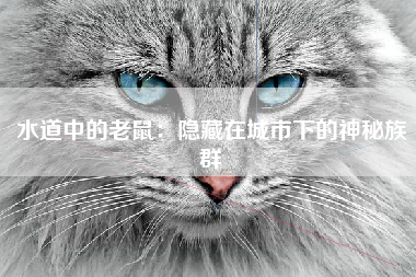 水道中的老鼠：隐藏在城市下的神秘族群