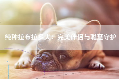 纯种拉布拉多犬：完美伴侣与聪慧守护