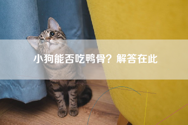 小狗能否吃鸭骨？解答在此