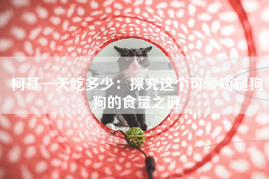 柯基一天吃多少：探究这个可爱短腿狗狗的食量之谜