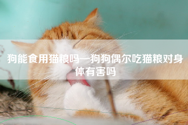 狗能食用猫粮吗—狗狗偶尔吃猫粮对身体有害吗