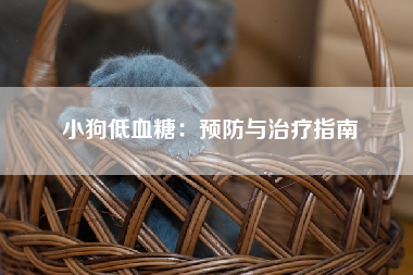 小狗低血糖：预防与治疗指南