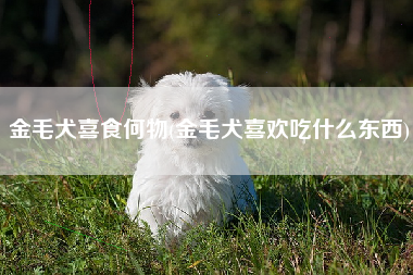 金毛犬喜食何物(金毛犬喜欢吃什么东西)