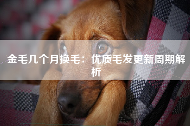 金毛几个月换毛：优质毛发更新周期解析