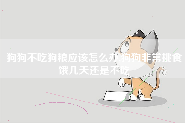 狗狗不吃狗粮应该怎么办,狗狗非常挑食饿几天还是不吃