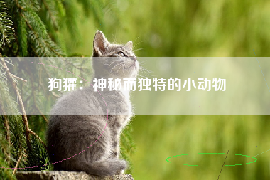 狗獾：神秘而独特的小动物
