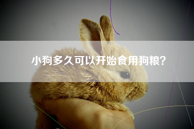 小狗多久可以开始食用狗粮？