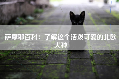 萨摩耶百科：了解这个活泼可爱的北欧犬种