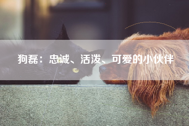狗磊：忠诚、活泼、可爱的小伙伴