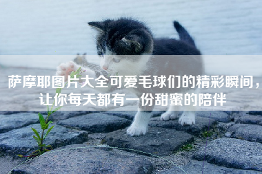 萨摩耶图片大全可爱毛球们的精彩瞬间，让你每天都有一份甜蜜的陪伴