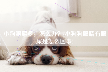 小狗眼屎多，怎么办？(小狗狗眼睛有眼屎是怎么回事)
