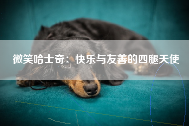 微笑哈士奇：快乐与友善的四腿天使