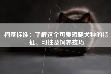 柯基标准：了解这个可爱短腿犬种的特征、习性及饲养技巧