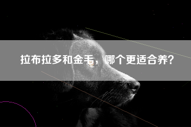 拉布拉多和金毛，哪个更适合养？