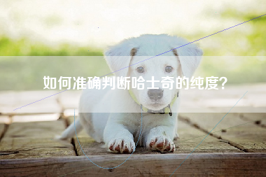 如何准确判断哈士奇的纯度？