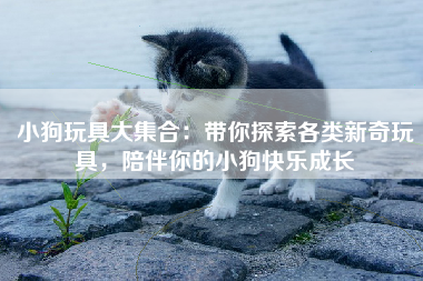 小狗玩具大集合：带你探索各类新奇玩具，陪伴你的小狗快乐成长