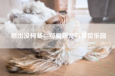 熊出没柯基：可爱萌宠与冒险乐园
