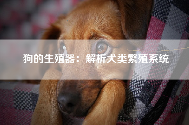 狗的生殖器：解析犬类繁殖系统