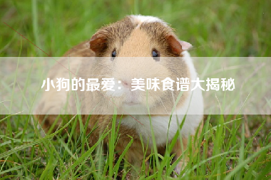 小狗的最爱：美味食谱大揭秘
